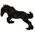 Reitpferd Paso Peruano Dunkelfuchs