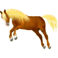 Pony Deutsches Reitpony Dunkelbrauner