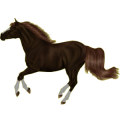 Reitpferd Shagya-Araber Fuchs