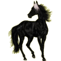 Reitpferd Araber Rappe