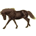 Reitpferd Isländer Dunkelbrauner