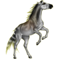 Reitpferd Araber Brauner