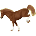 Reitpferd Andalusier Dunkelbrauner