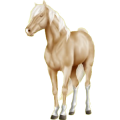Reitpferd Englisches Vollblut Falbe