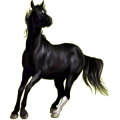 Reitpferd Araber Rappe