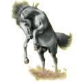 Reitpferd Andalusier Rappe