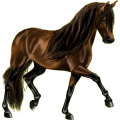 Reitpferd Andalusier Fuchs