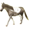 Reitpferd Andalusier Apfelschimmel