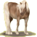 Pony Deutsches Reitpony Palomino