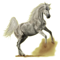 Reitpferd Araber Falbe