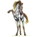 Reitpferd Marwari Rotbrauner