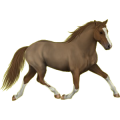 Pony Welsh Cob Dunkelbrauner