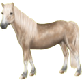 Pony Shetlandpony Cremello