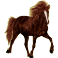 Reitpferd Andalusier Dunkelfuchs mit heller Mähne