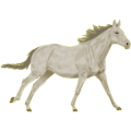 Reitpferd Araber Forellenschimmel