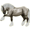 Reitpferd Andalusier Apfelschimmel