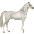 Reitpferd Brumby Cremello