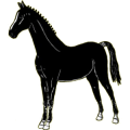 Pony Neufundland Pony Rappe