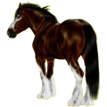 Reitpferd Isländer Hellgrau