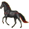 Reitpferd Mustang Rappe