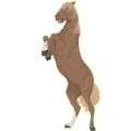 Reitpferd Paso Peruano Dunkelfuchs
