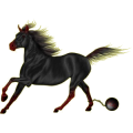 Reitpferd Friese Rappe