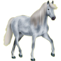 Reitpferd Araber Apfelschimmel