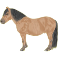 Pony Shetlandpony Brauner