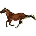 Reitpferd Deutsches Reitpferd Dunkelbrauner