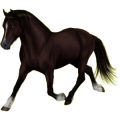Pony Deutsches Reitpony Fuchs mit heller Mähne