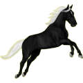 Reitpferd Curly Horse Dunkelfuchs