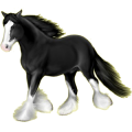 Reitpferd Friese Rappe
