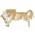 Pony Norweger Gelbfalben