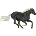 Reitpferd Brumby Palomino