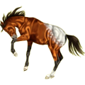 Reitpferd Paint Horse Fuchs mit Tobiano-Scheckung