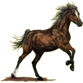 Reitpferd Marwari Brauner
