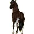 Pony Deutsches Reitpony Brauner