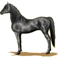 Reitpferd Mausgrau