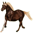 Reitpferd Araber Fuchs