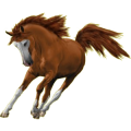 Pony Welsh Cob Palomino