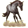 Pegasus-Pony Deutsches Reitpony Dunkelfuchs