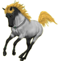 Reitpferd Hannoveraner Apfelschimmel