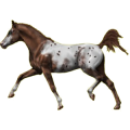 Reitpferd Don-Pferd Fuchs