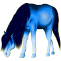 Pony Deutsches Reitpony Brauner