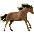 Reitpferd Orlow-Traber Mausgrau