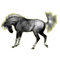 Reitpferd Argentinischer Criollo Mausgrau