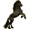 Reitpferd Isländer Rappe