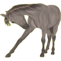 Reitpferd Hannoveraner Dunkelfuchs