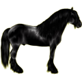 Reitpferd Friese Rappe