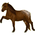 Pony Deutsches Reitpony Fuchs